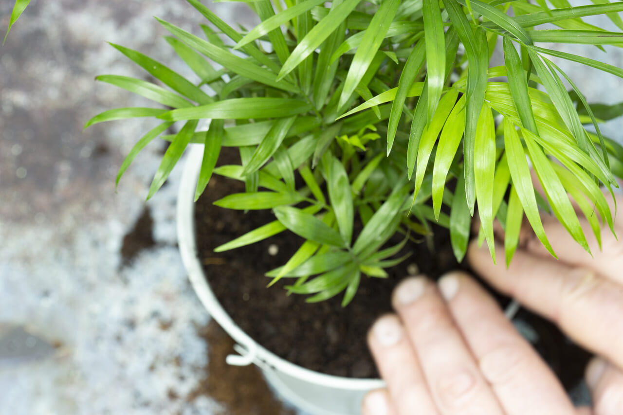 植物