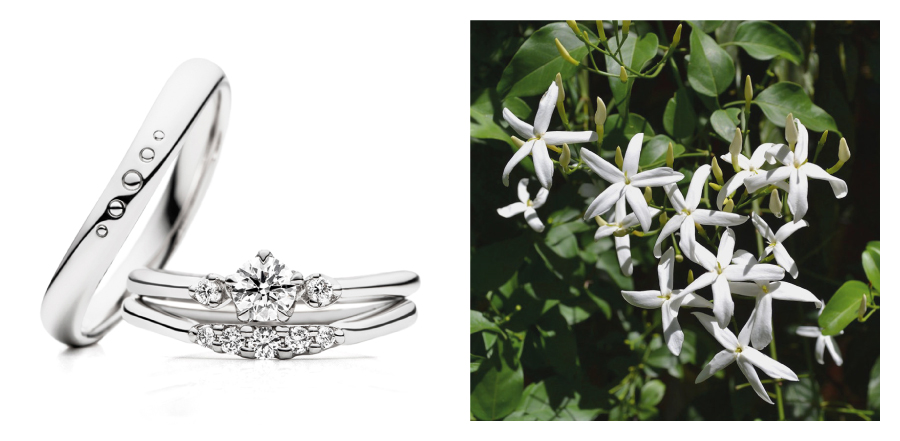 jasmine
